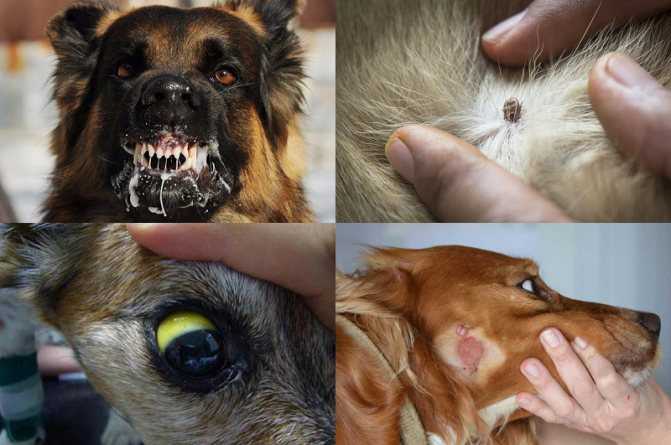 Бешенство у собак, вакцинация от бешенства