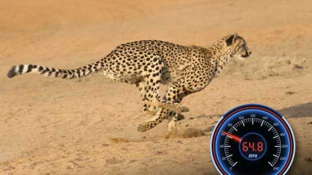 Какие кошки самые быстрые