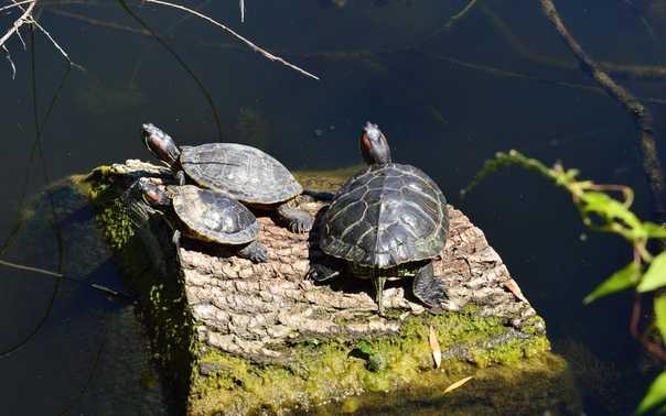 Черепахи: как спариваются, правильное размножение в домашних условиях