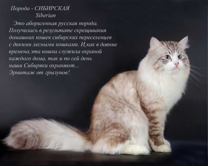 Сафари: фото кошки, описание породы, обитание, питание, размножение