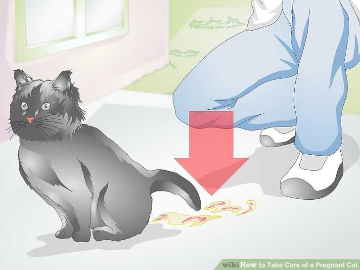 Почему беременным нельзя трогать кота