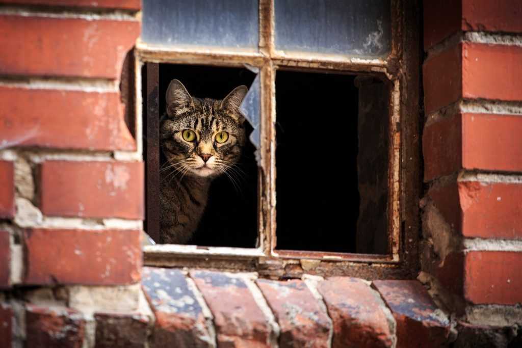 Кошачья ловушка. чем открытые на вентиляцию окна опасны для домашних питомцев. новости общества