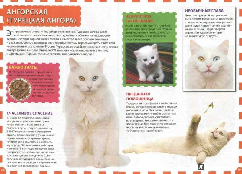 Турецкий ван: 5 поразительных вещей, которые следует знать про эту породу кошек ~ коточек