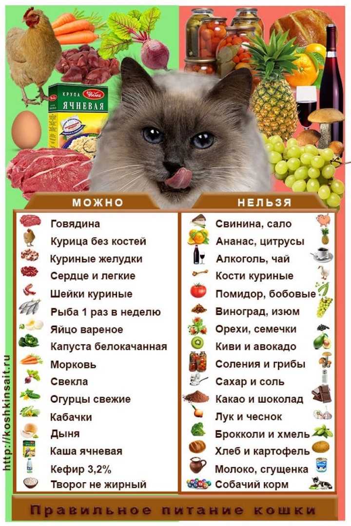 Чем кормить котенка в 3-4 месяца: рацион питания, режим
