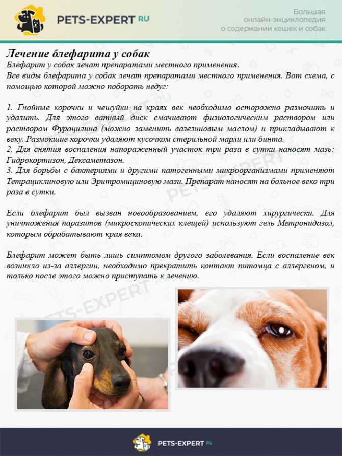3 вида третьего века у собак: что делать, причины воспаления и лечение, удаление - kotiko.ru
