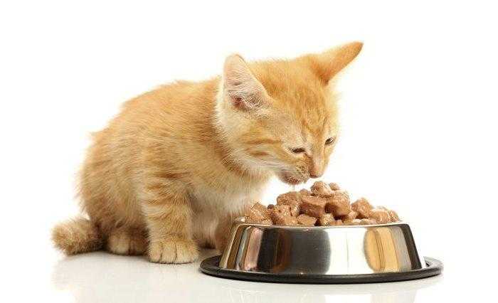 Чем кормить котёнка в 1,2, 3 месяца и старше