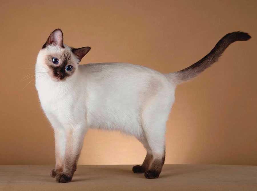 Тайская кошка: все о кошке, фото, описание породы, характер, цена