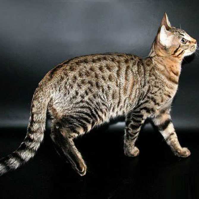 Серенгети: описание породы кошек, особенности содержания