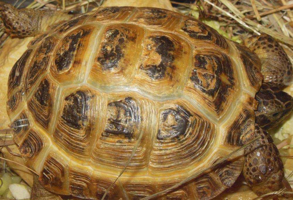 Толщина панциря черепахи. Среднеазиатская красноухая черепаха. Среднеазиатская черепаха панцирь. Красноухая черепаха сухопутная. Среднеазиатская черепаха рахит.