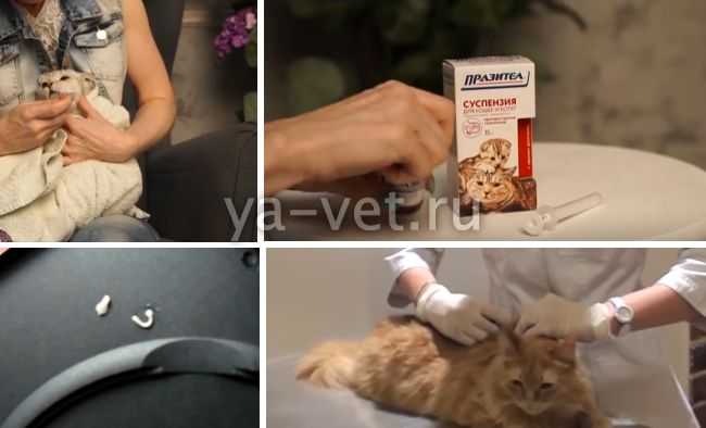 Огуречный цепень у кошек и собак: симптомы, лечение, опасность для человека (фото и видео) | вгкб № 2