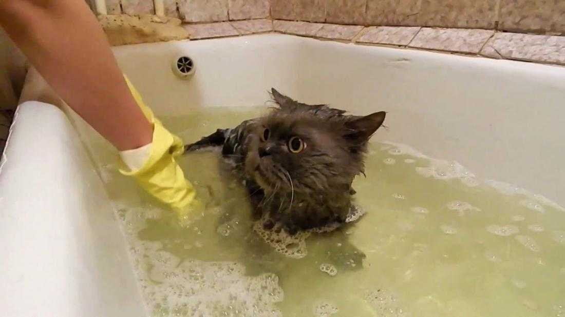 Как правильно мыть кошку - животные, кошки, коты, как купать кошку, мытье кошки