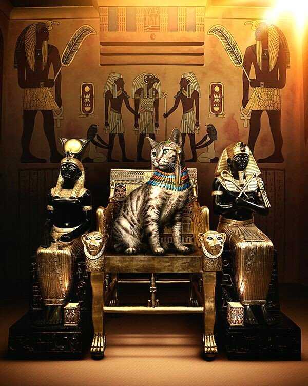 Египетская мау —  кошка из древнего египта