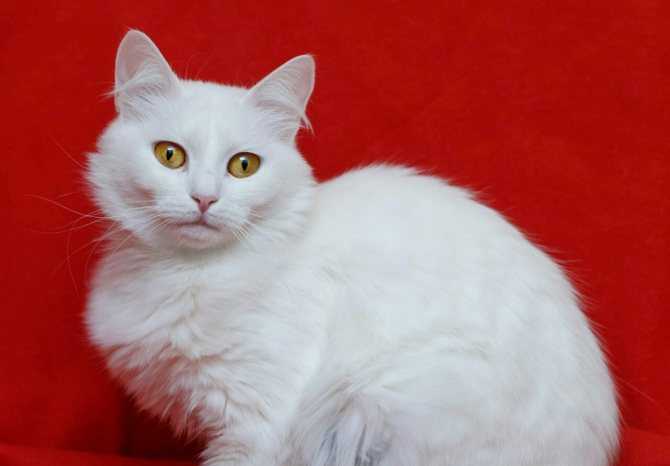 Белые кошки с жёлтыми глазами: порода породе рознь