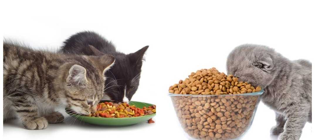 Как переводить кошку на другой корм? можно ли менять сухой корм кота? как правильно перевести кота на корм другой фирмы?