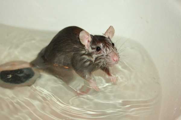 Как называется речная крыса, может ли она жить под водой, чем вредна для человека?