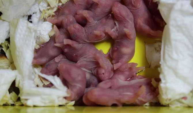 Беременность у хомяков: сколько длится, как создать благополучные условия и помочь во время родов