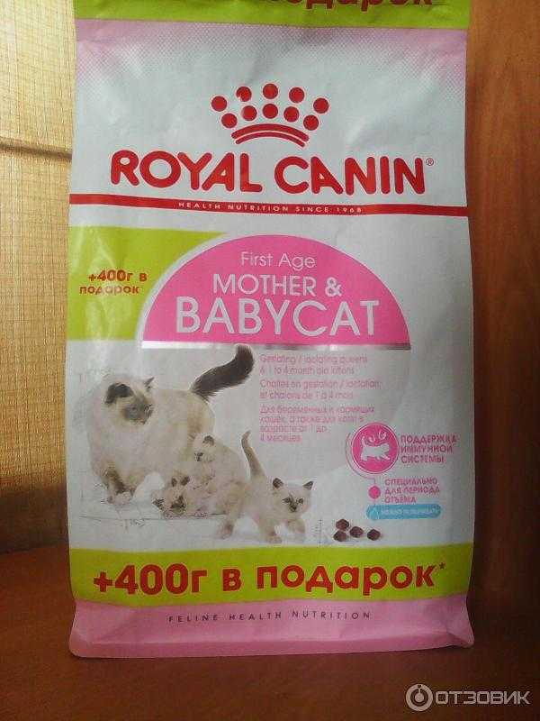 Чем кормить беременную кошку: советы по планированию рациона