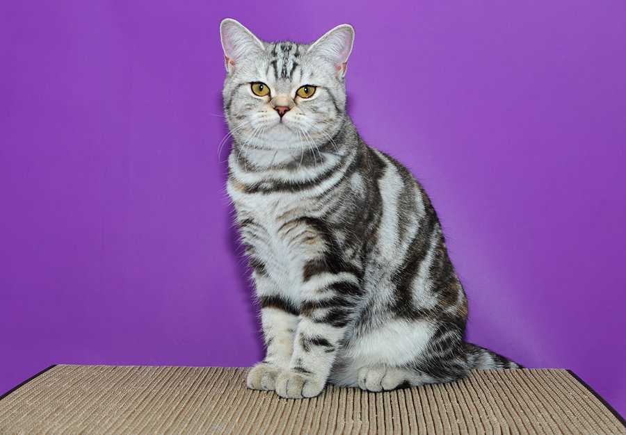 Популярные окрасы британских кошек c фото и описанием