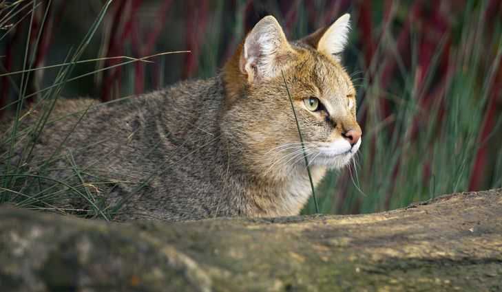 Камышовая кошка (хаус, болотная кошка)