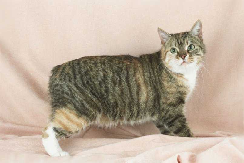 Мэнкс или мэнская кошка: описание породы кошки, характеристики, фото, правила ухода и содержания