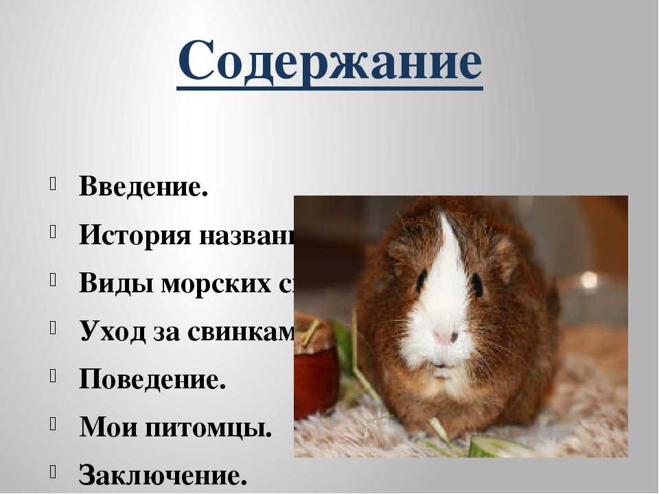 ᐉ можно ли держать хомяка в одной клетке вместе с морской свинкой, крысой, кроликом или дегу - zoopalitra-spb.ru