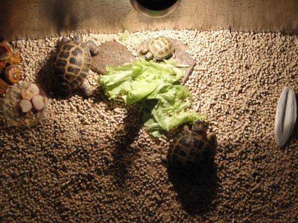 Чем кормить красноухую черепаху, в домашних условиях