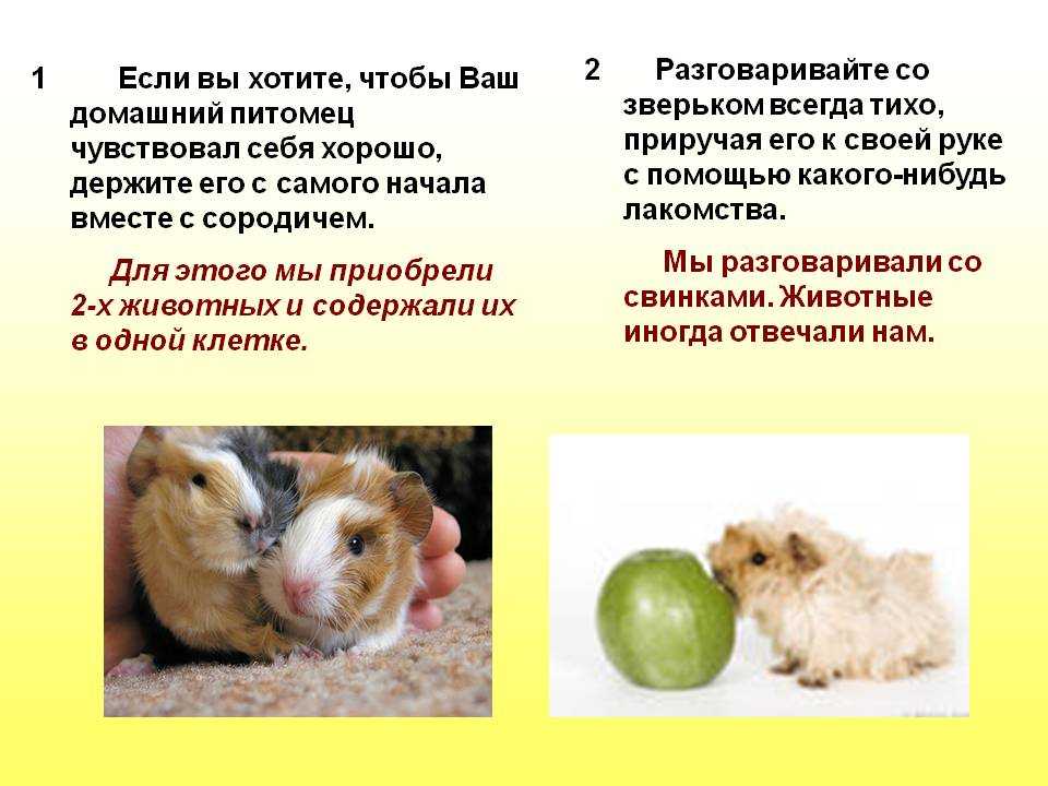 ᐉ температура содержания морских свинок в домашних условиях - zoopalitra-spb.ru