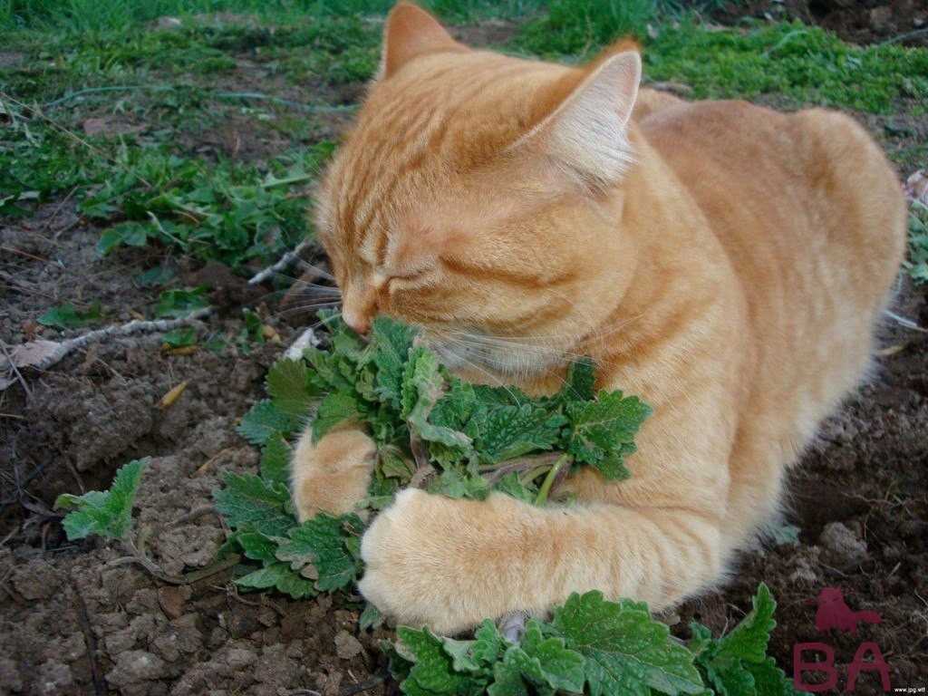 Почему кошки едят траву, и какая им нужна