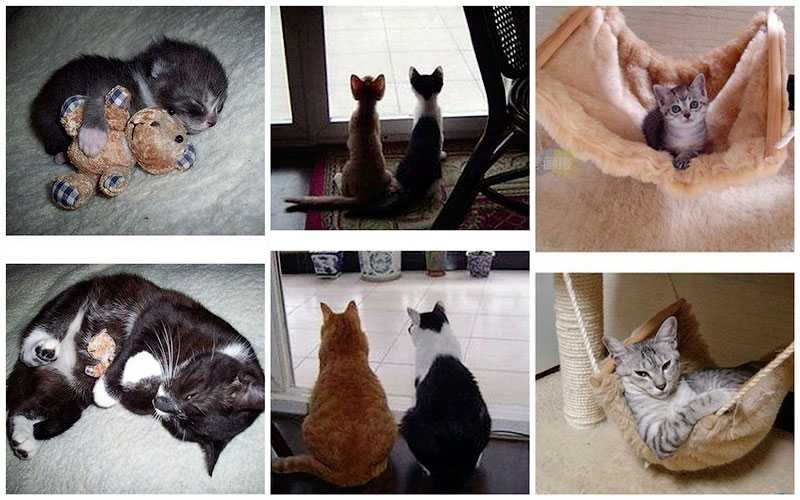 Как приучить взрослую кошку принимать котенка