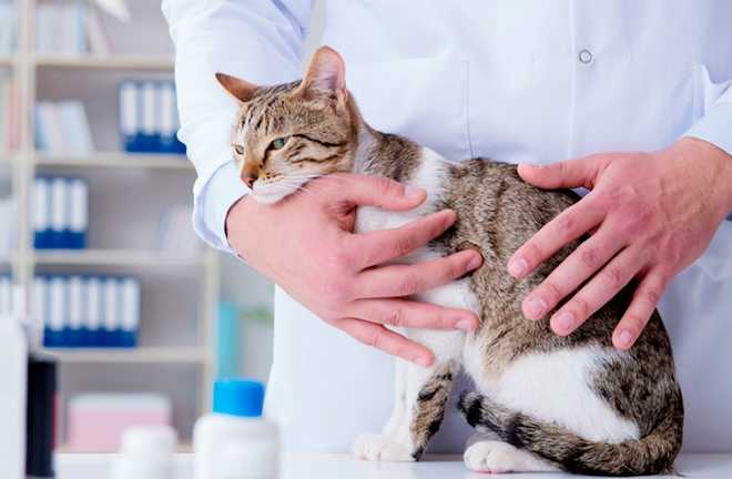 Панлейкопения кошек - статьи о ветеринарии «свой доктор»