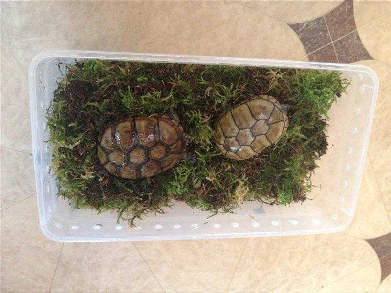 Как черепахи впадают в спячку в домашних условиях