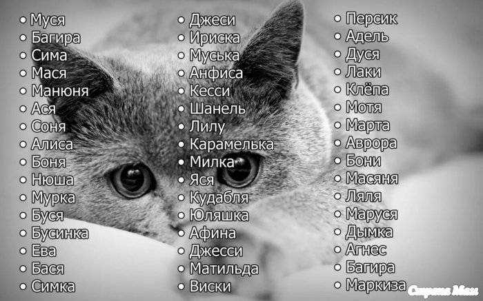 Имена и клички для кошек. как назвать кошку? генератор имен для кошек - английский алфавит - sunray
