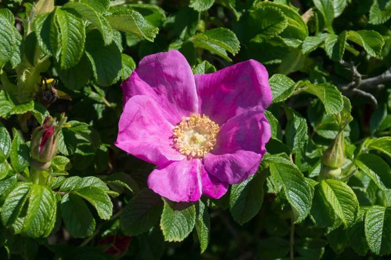 Роза морщинистая (ругоза): описание, сорта, советы по выращиванию