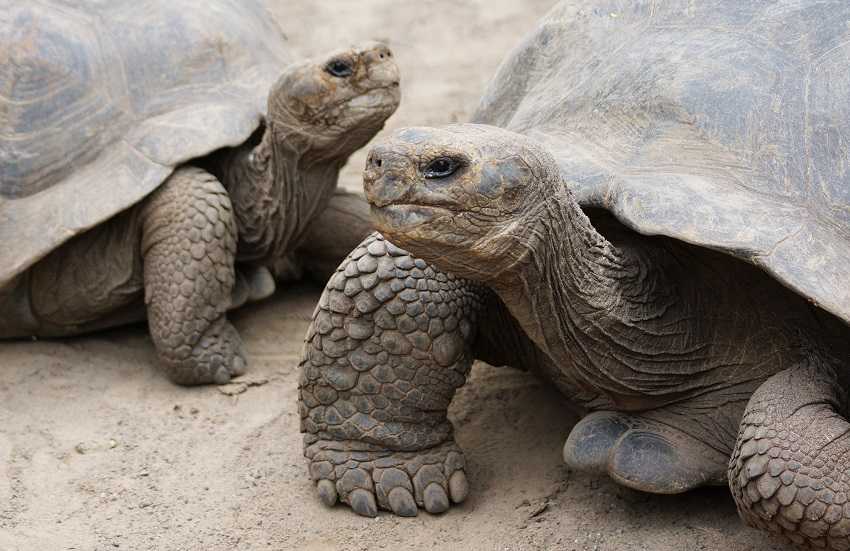 Самая большая в мире черепаха. топ - 5 гигантских черепах планеты