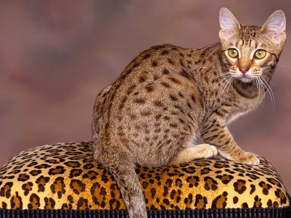 Саванна кошка фото, цена и описание породы savannah cat
