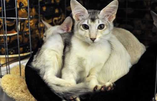 Яванез или яванская кошка — описание пород котов