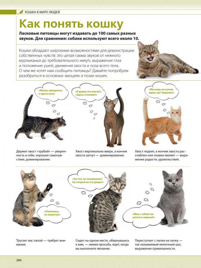 Кошки умнее других животных – это доказали японские учёные. хорошая память – признак кошачьего ума - автор екатерина данилова - журнал женское мнение
