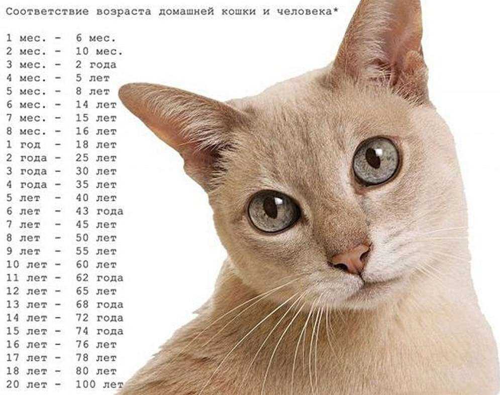 Сколько живут кошки и 8 советов как продлить жизнь