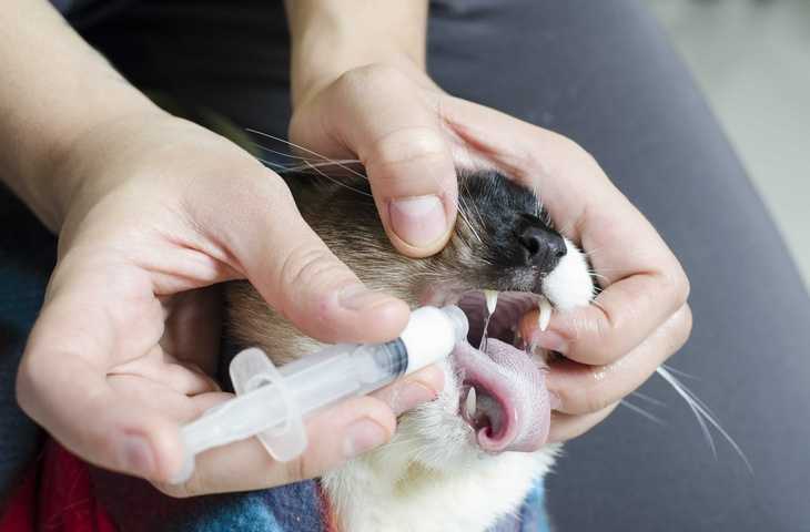 Как дать таблетку кошке: рекомендации ветеринаров, проверенные способы