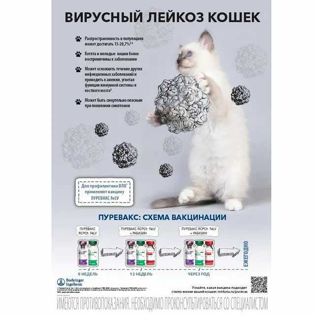 Вирусная лейкемия кошек (влк) - симптомы, лечение,  анализы в москве. ветеринарная клиника "зоостатус"