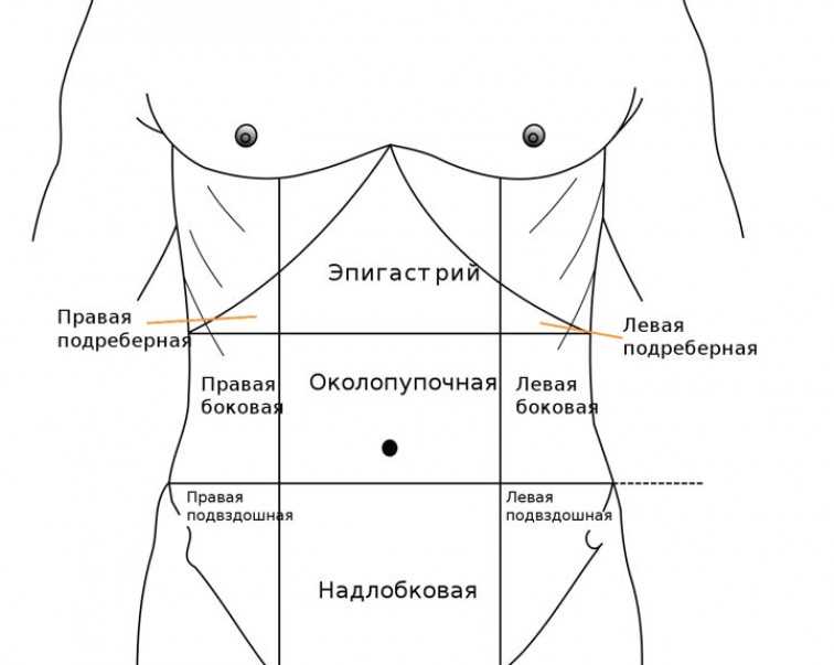 Левая боковая область живота. Анатомия человека правое подреберье. Эпигастральная область. Эпигастральная область живота. Надчревная область.