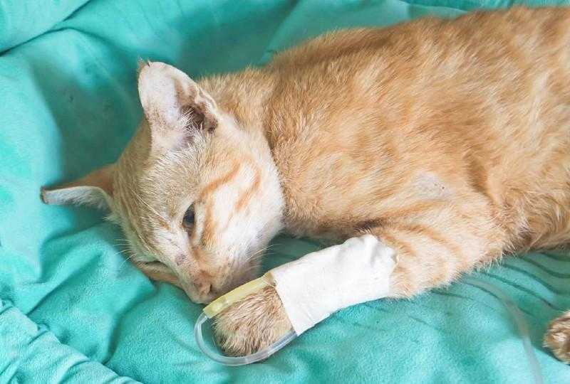 Чумка у кошек (панлейкопения): первые признаки, как передается. описание проверенных вариантов лечения недуга