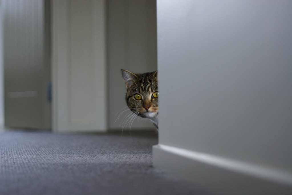 Кошка прячется в темные места: выясняем причины