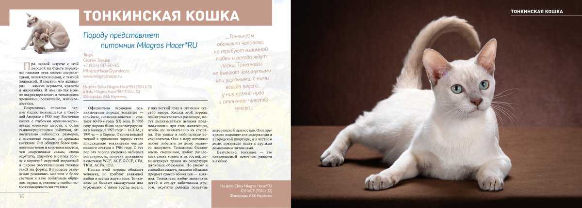 Кошка сноу-шу: описание породы, уход и цена котенка, фото