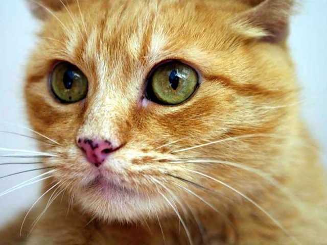 Цейлонская кошка: подробный обзор породы с фото и видео