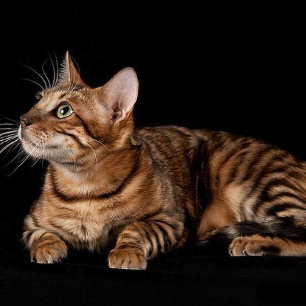 Тойгер: порода кошек, описание, фото, характер, разница с бенгалом, цена в рублях за котят а также сколько стоит взрослый кот