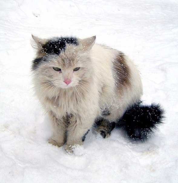 Коты и кошки зимой