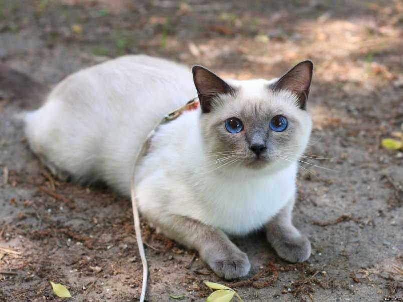 Сколько стоит тайский котенок?