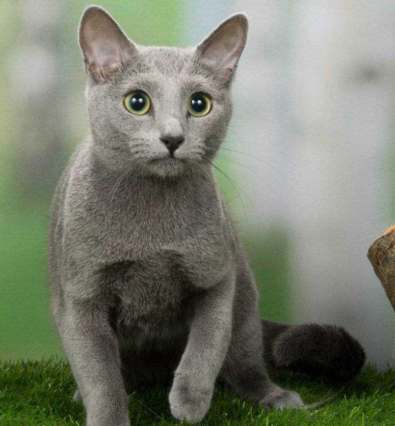 Русская голубая кошка — особенности породы