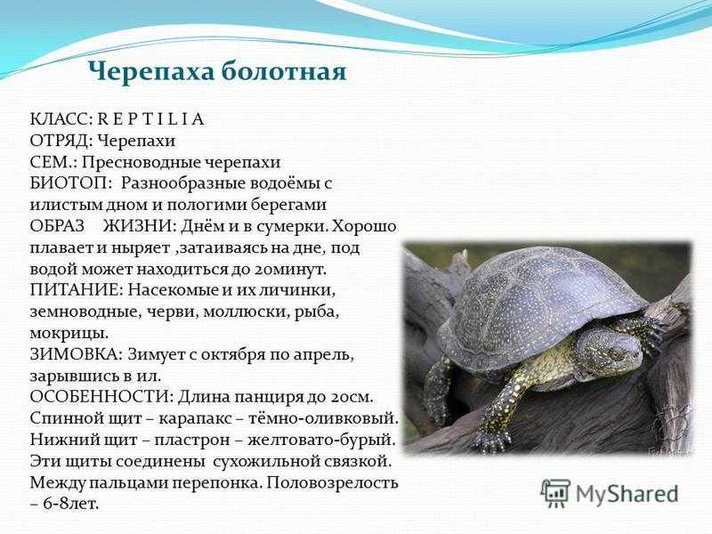 ᐉ черепаха это земноводное (амфибия) или пресмыкающееся (рептилия)? - zoopalitra-spb.ru